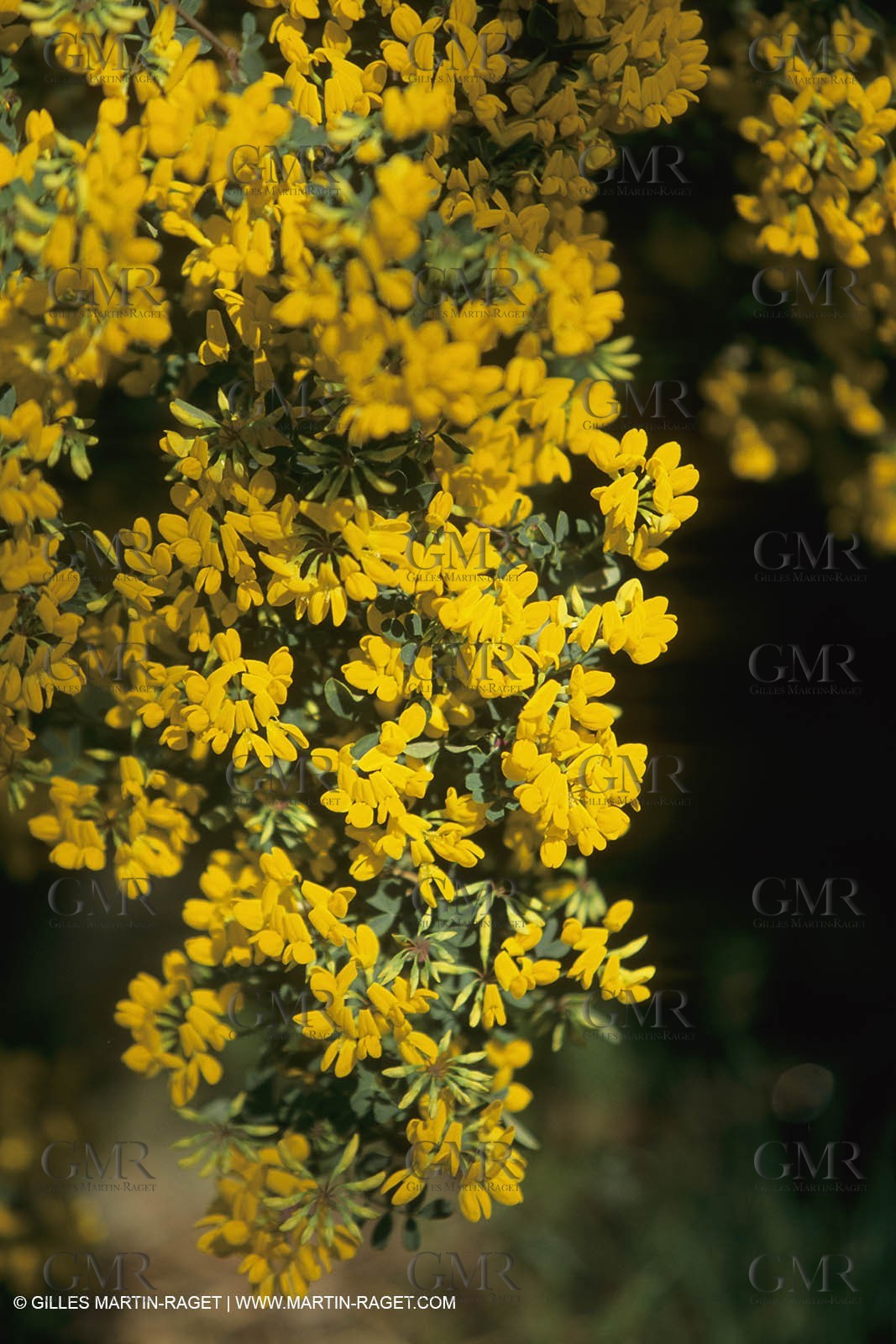 France, Provence, Arbres fruitiers en fleur   Spring bloom