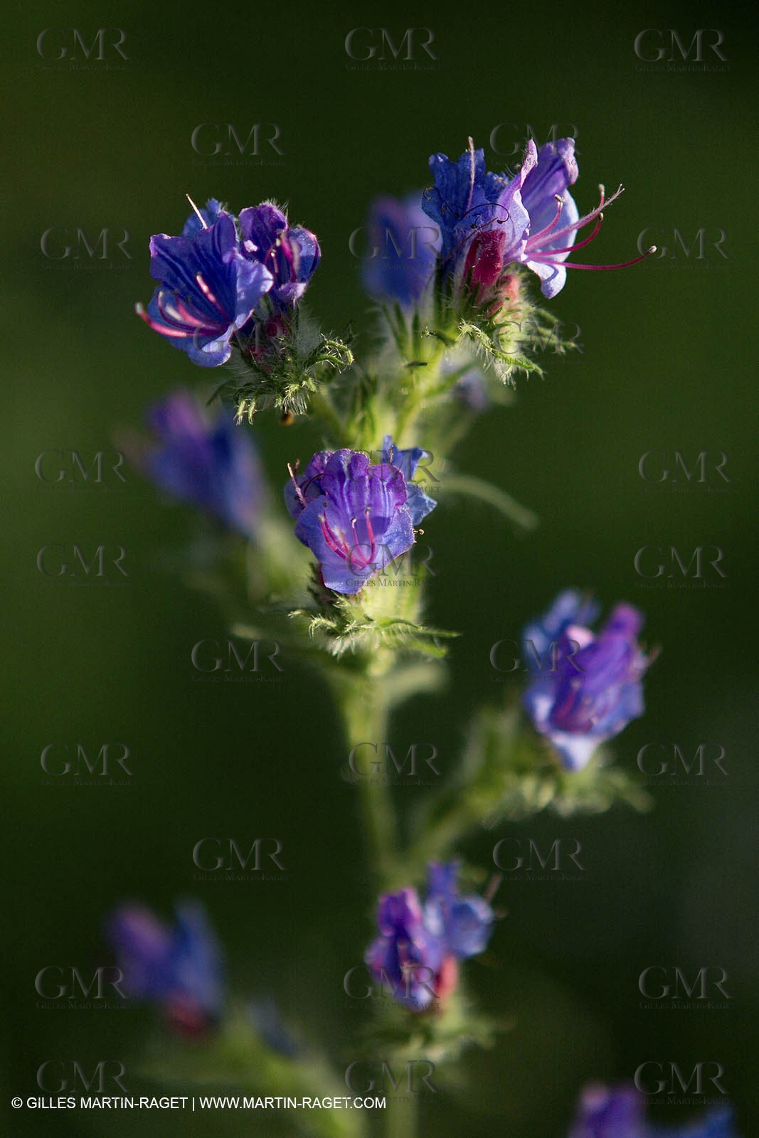 15 06 2012 - Cadolive (FRA,13)