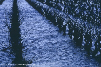 Vin, Vigne , Vendanges, vignification, vignobles, France, Provence, Côte du Rhône, Rosé