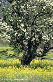 Alpilles (FRA,13), Champs de colza