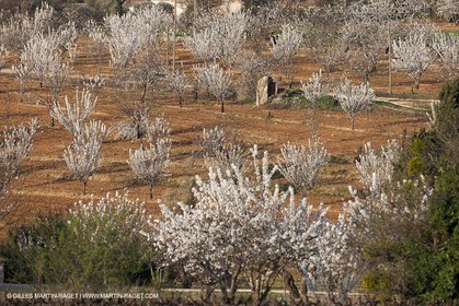 March 30th 2012 - Saint Saturnin les Apt (FRA, 84) - blooming cherry trees