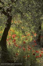 France, Provence, Oliviers, oliveraies, olive trees