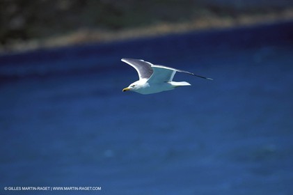 Animaux marins