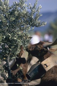 France, Provence, Moutons, bergers, élevage, transhumance