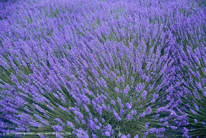 France, Provence, Lavender fields