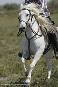 Arles 2006, Camargue horses races