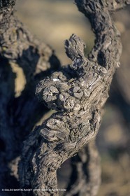 France, Provence, Vignobles des vins de Provence