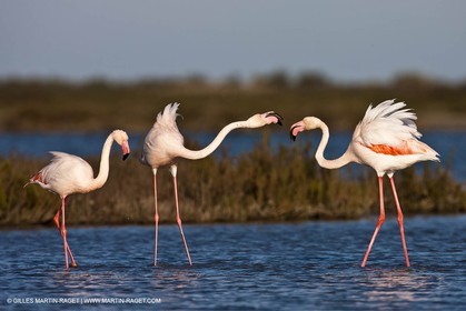 09 04 2011 - Les Saintes Maries de la Mer (FRA,13) - Flamants de Camargue