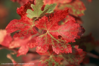 France - Languedoc-Roussillon - Paysages de Nîmes Métropole - Costières
