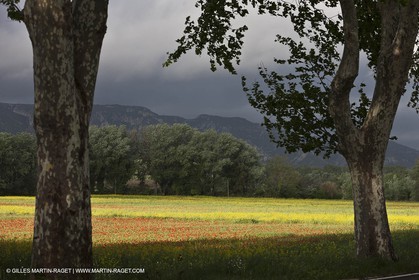 29 04 2012 ( Saint Rémy de Provence (FRA, 13) - Chaîne des Alpilles vers Romanin