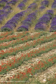 France, Provence, Champs de Coquelicots   Poppies fields
