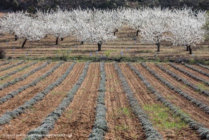30 mars 2012 - Saint Saturnin les Apt (FRA, 84) - Cerisiers en fleurs