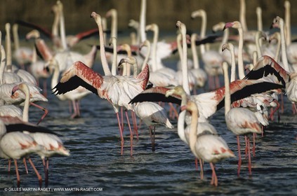 Camargue (FRA,13) - Flamants roses en Camargue