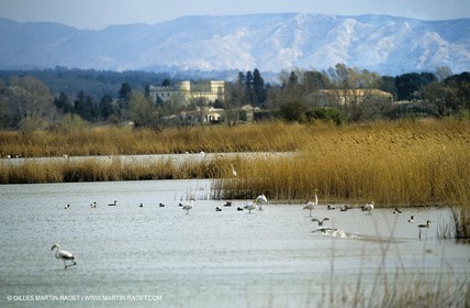 Camargue (FRA,13) - Flamants roses en Camargue