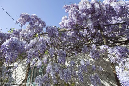 11 04 2008 - Saint Rémy de Provence (FRA, 13) - Glycines en fleur