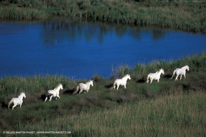 Camargue horses