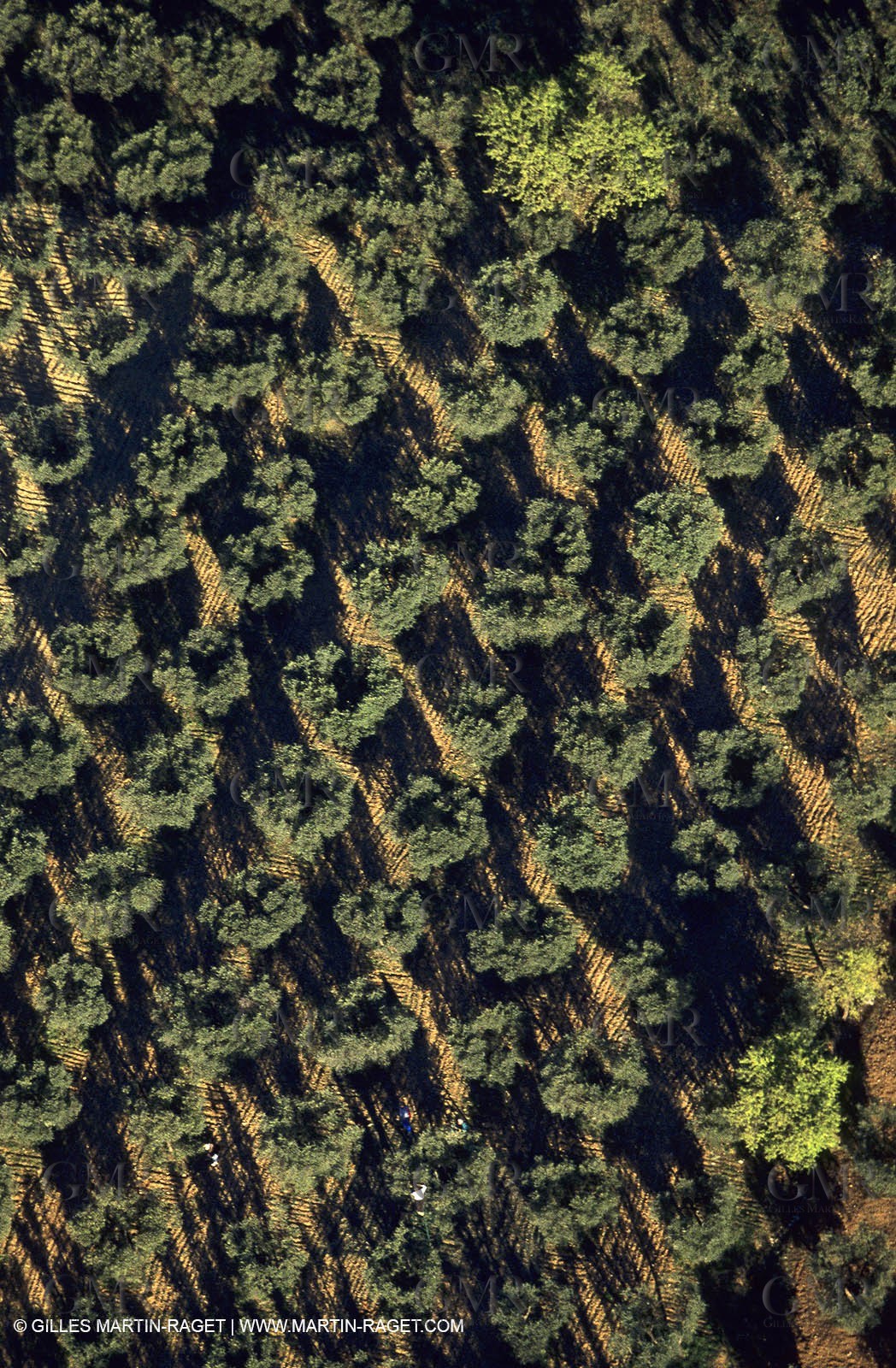 Provence - Landscapes  - La Farre les Oliviers -