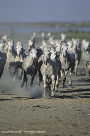 France, Provence, Camargue, White horses from Camargue