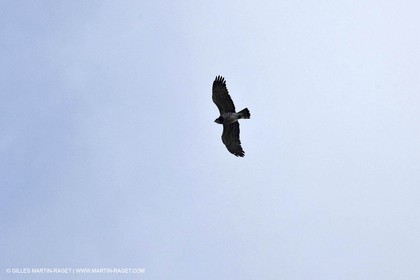 16 04 2009 - Marseille (FRA, 13) - Les Calanques - Sparrowhawk at Sormiou