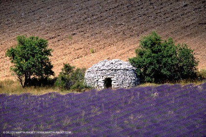 Lavander fields