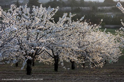 March 30th 2012 - Saint Saturnin les Apt (FRA, 84) - blooming cherry trees