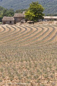 27 06 2011 - Puimichel (FRA, 04) - Champs de lavandes