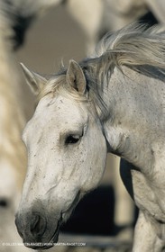 2000-2010- Arles - Les Saintes Maries de la mer (FRA,13) - Camargue horses