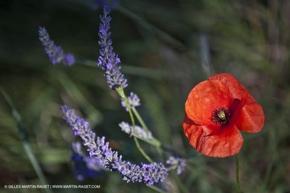 27 06 2011 - Valensole (FRA, 04) - Champs de lavande