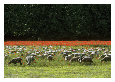 Produit : Tirage photo réalisé par nos soins sur imprimante jet d'encre professionnelle Epson à partir de 8 encres ultrachrome inaltérables (label Digigraphie).Formats au choix : . 30x40 cm. 50x70 cm. 80x120 cm.Choix des papiers :. Papier standard brillant 250 gr., filet noir, marge blanche, tirage non signé. Papier haut de gamme satiné 290 gr. filet noir, marge blanche, tirage vérifié et signé par l'auteur.. Autres supports (canvas, acrylique, dibond) sur demandeConditionnement : tube cylindrique renforcé.Options pour l'expédition : . colissimo + dépôt boîte aux lettres (France uniquement). Colissimo avec signature à réception. Transporteur express (2 jours ouvrés) avec signature à réceptionCliquez sur caddie pour sélectionner votre formule et démarrer la procédure de commande en ligne