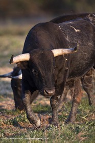 19 04 2011 - Arles (FRA,13) - Bullfight toros in Camargue