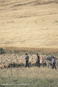 France, Provence, Moutons, bergers, élevage, transhumance