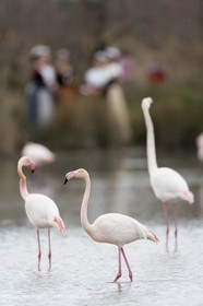 24 02 2007 - Saintes Maries of the Sea (FRA, 13) - Queen of Arles and her assistants in Camargue