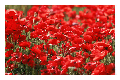 Produit : Tirage photo réalisé par nos soins sur imprimante jet d'encre professionnelle Epson à partir de 8 encres ultrachrome inaltérables (label Digigraphie).Formats au choix : . 30x40 cm. 50x70 cm. 80x120 cm.Choix des papiers :. Papier standard brillant 250 gr., filet noir, marge blanche, tirage non signé. Papier haut de gamme satiné 290 gr. filet noir, marge blanche, tirage vérifié et signé par l'auteur.. Autres supports (canvas, acrylique, dibond) sur demandeConditionnement : tube cylindrique renforcé.Options pour l'expédition : . colissimo + dépôt boîte aux lettres (France uniquement). Colissimo avec signature à réception. Transporteur express (2 jours ouvrés) avec signature à réceptionCliquez sur caddie pour sélectionner votre formule et démarrer la procédure de commande en ligne