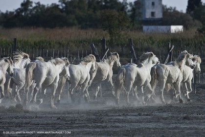 18 04 2011 - Les Saintes Maries de la Mer - Camargue white horses