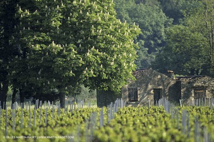 Luberon (Fra,84) - Vineyards cants