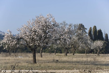 16 02 2008 - Saint Rémy de Provence (FRA, 13) - Alpilles hills landscapes