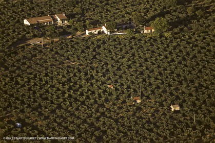 France, Provence, Oliviers, oliveraies, olive trees