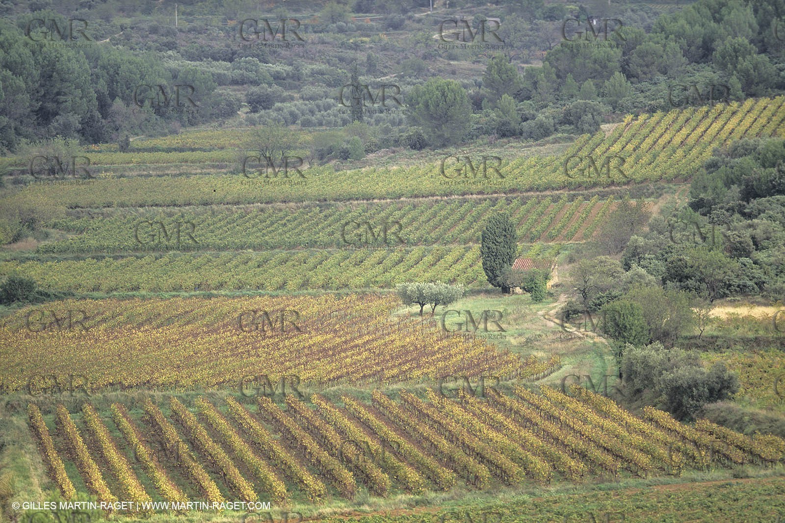 France, Languedoc Roussillon, Costières de Nîmes
