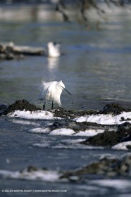 Provence sous la neige - Camargue