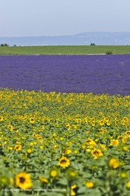 27 06 2011 - Valensole (FRA, 04) - Champs de lavande
