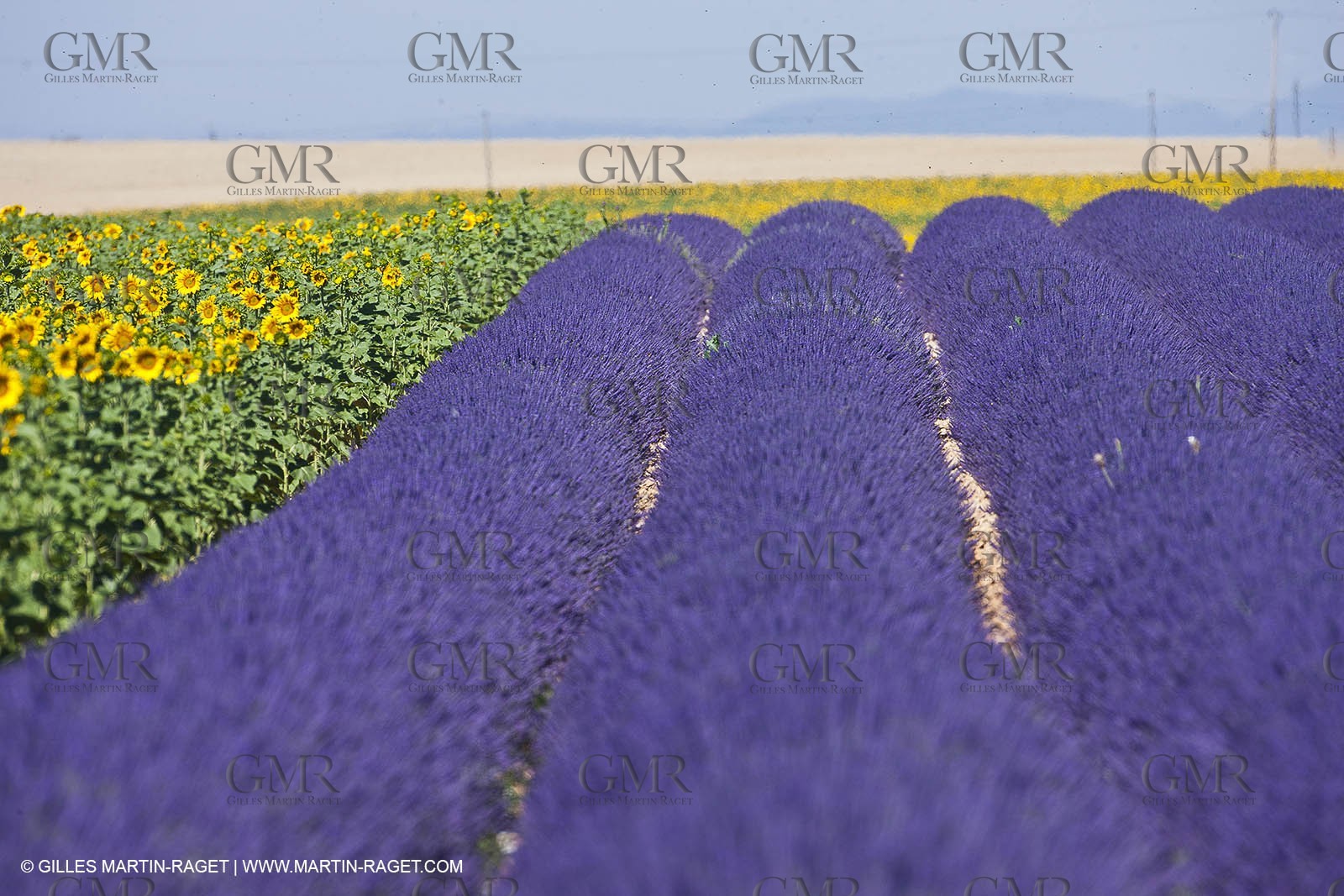 27 06 2011 - Valensole (FRA, 04) - Lavander fields