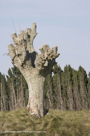 25 03 2005 - Pays d'Arles (FRA,13) - Le Midi de Van Gogh