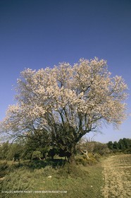 France, Provence, Arbres fruitiers en fleur   Spring bloom
