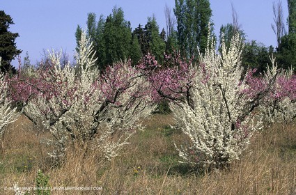 Luberon, Vaucluse (FRA,84) - Fruit trees blooming