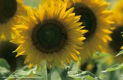 Alpilles (FRA,13) - Sunflower fields