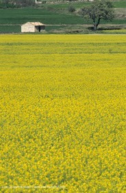 Alpilles (FRA,13), Champs de colza