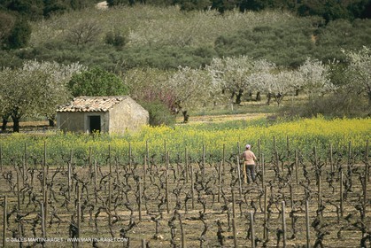 France, Provence, champs de Colza
