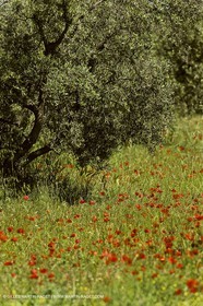 France, Provence, Oliviers, oliveraies, olive trees