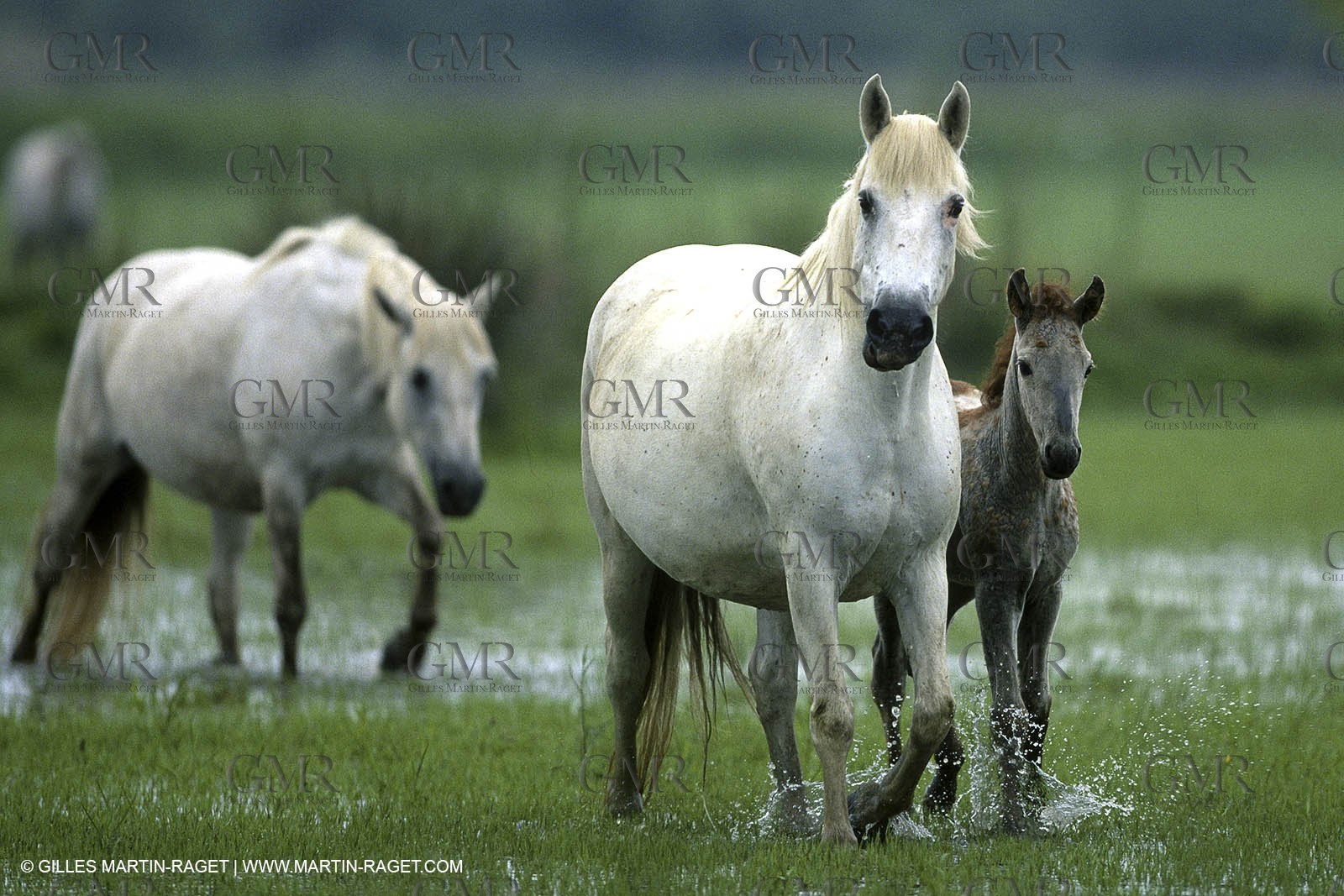 Camargue (FRA,13)