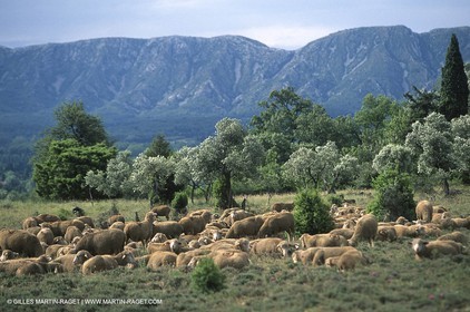 Saint Rémy de Provence (FRA,13) - Fête de la Transhumance